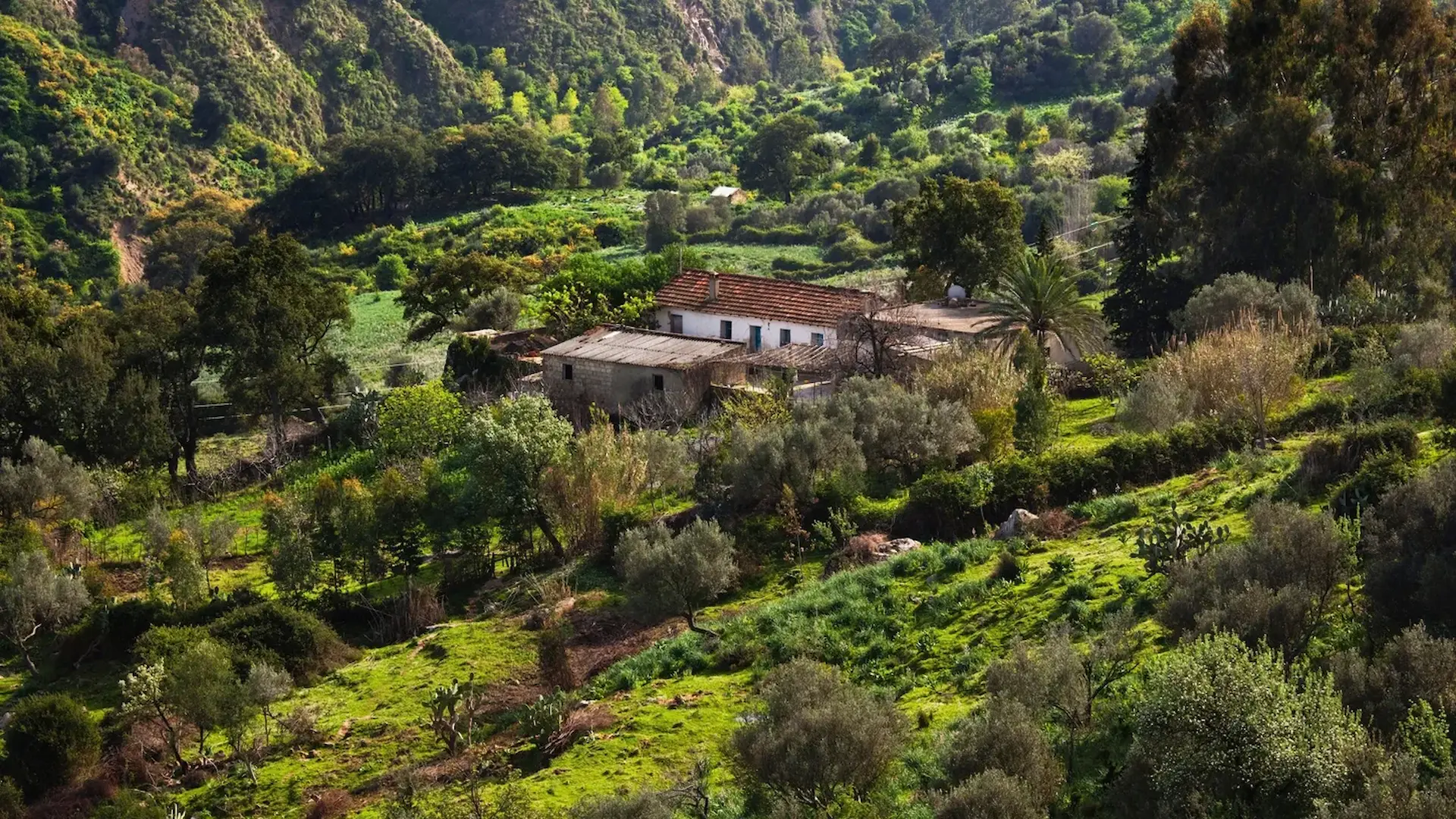 Forêt verdoyante de chênes-lièges en Kroumirie